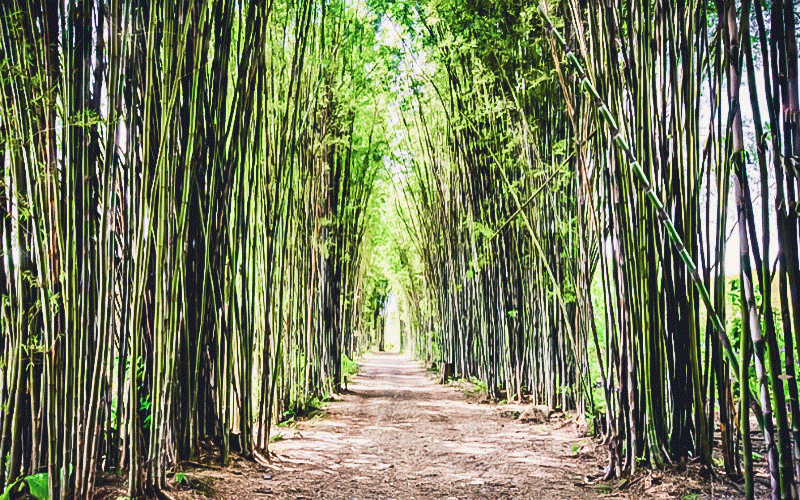 Seja como o bambu: cresça altivo, buscando as coisas do alto, tenha muita fibra e flexibilidade para curvar-se ao chão quando a ventania for forte e se permita estar sempre cercado de pessoas, reconhecendo a necessidade de estar próximo de seus pares