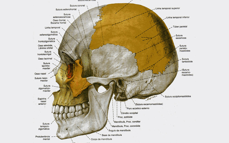 De acordo com o trabalho, a base do crânio desempenha um papel fundamental no crescimento craniofacial.